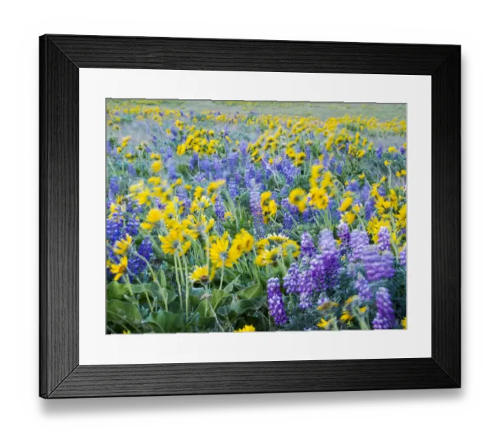 Framed Print : USA, Washington State. Arrowleaf balsamroot and lupine Framed Print : USA, Washington State. Arrowleaf balsamroot and lupine