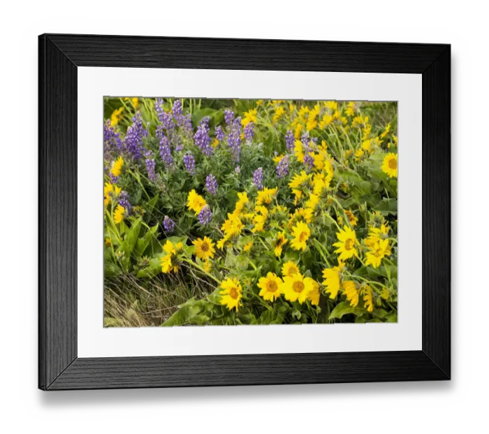 Framed Print : USA, Washington State. Arrowleaf balsamroot and lupine