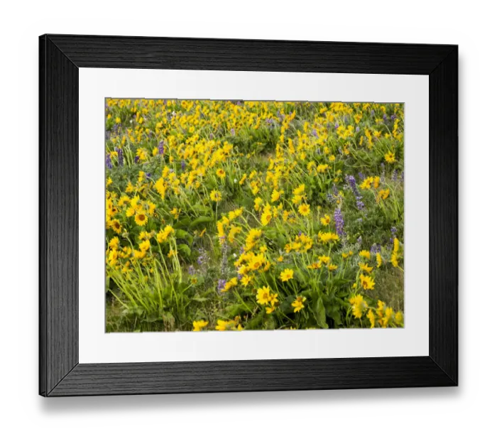 Framed Print : USA, Washington State. Arrowleaf balsamroot and lupine Framed Print : USA, Washington State. Arrowleaf balsamroot and lupine