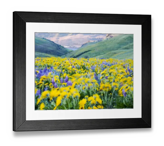 Framed Print : USA, Washington State. Arrowleaf balsamroot and lupine Framed Print : USA, Washington State. Arrowleaf balsamroot and lupine