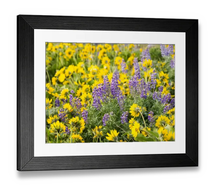 Framed Print : USA, Washington State. Arrowleaf balsamroot and lupine Framed Print : USA, Washington State. Arrowleaf balsamroot and lupine