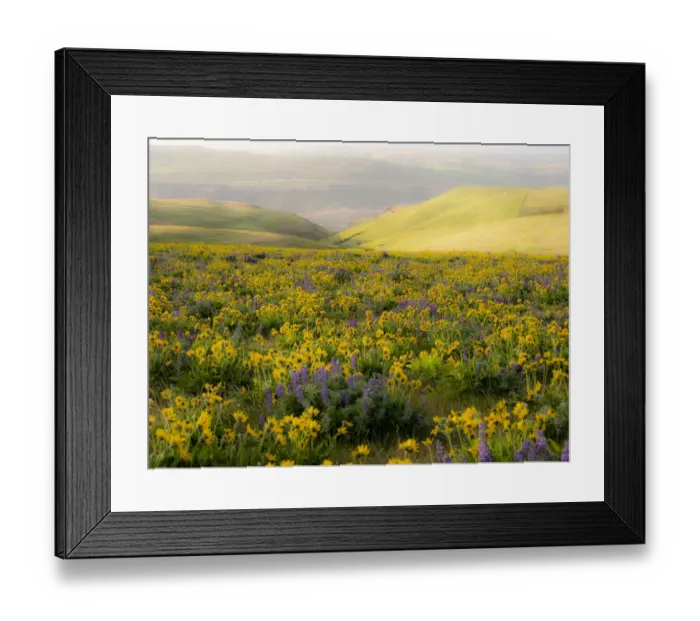 Framed Print : USA, Washington State. Arrowleaf balsamroot and lupine Framed Print : USA, Washington State. Arrowleaf balsamroot and lupine