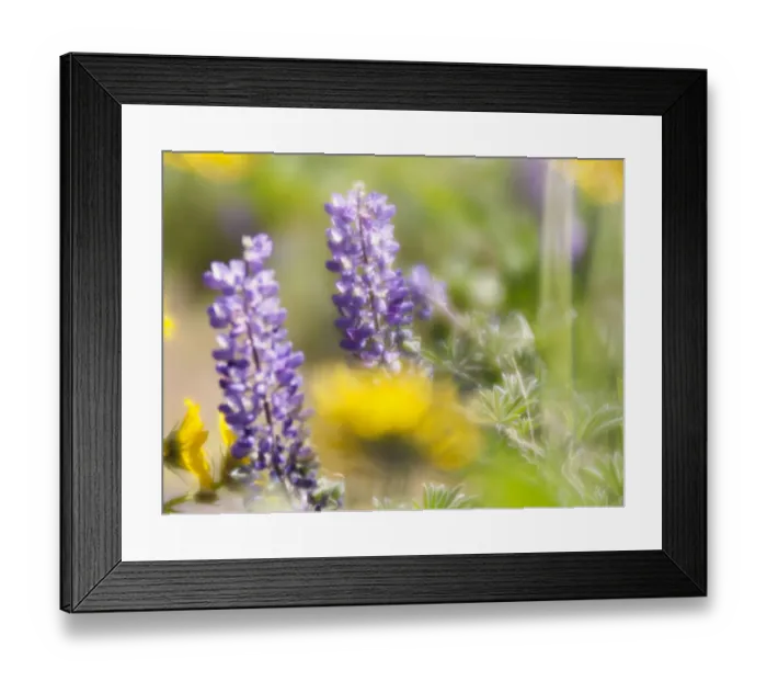 Framed Print : USA, Washington State. Close-up of Arrowleaf Balsamroot and lupine Framed Print : USA, Washington State. Close-up of Arrowleaf Balsamroot and lupine