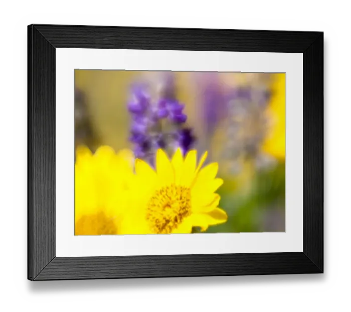 Framed Print : USA, Washington State. Close-up of Arrowleaf Balsamroot and lupine Framed Print : USA, Washington State. Close-up of Arrowleaf Balsamroot and lupine
