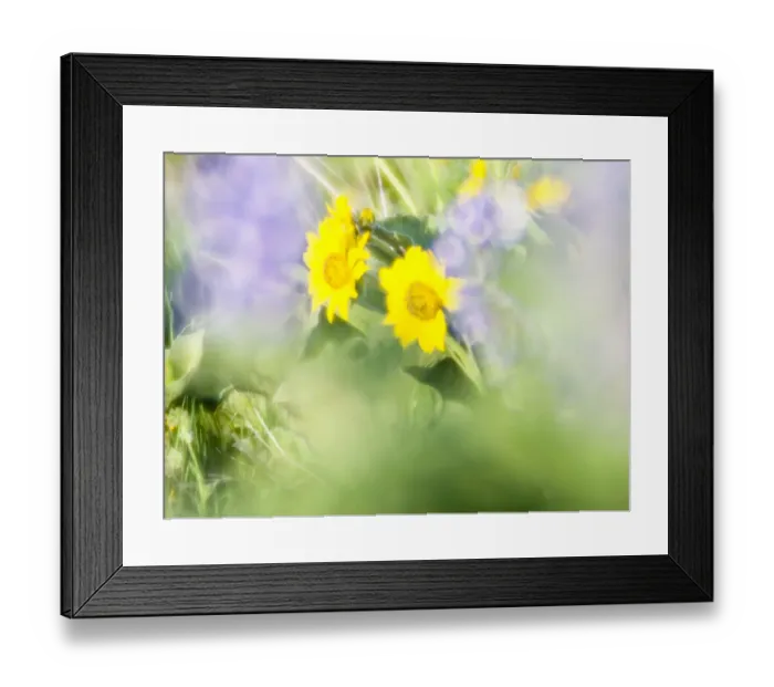 Framed Print : USA, Washington State. Close-up of Arrowleaf Balsamroot and lupine Framed Print : USA, Washington State. Close-up of Arrowleaf Balsamroot and lupine
