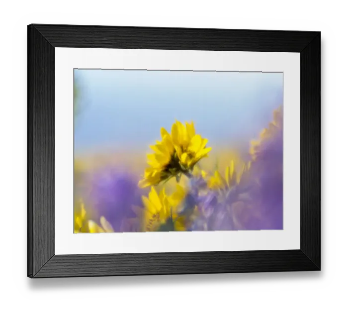 Framed Print : USA, Washington State. Close-up of Arrowleaf Balsamroot and lupine