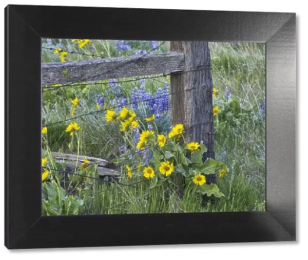 USA, Washington State. Fence line with spring wildflowers