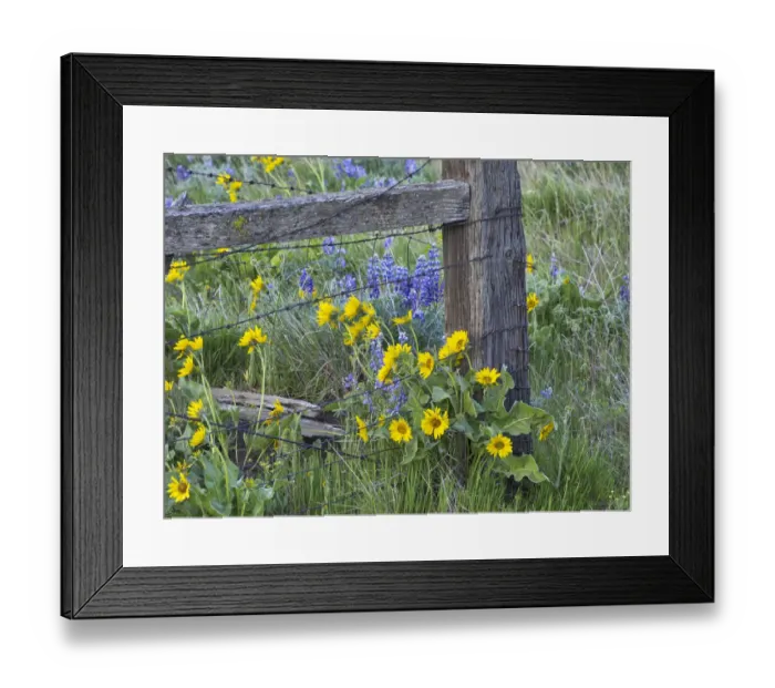 Framed Print : USA, Washington State. Fence line with spring wildflowers Framed Print : USA, Washington State. Fence line with spring wildflowers