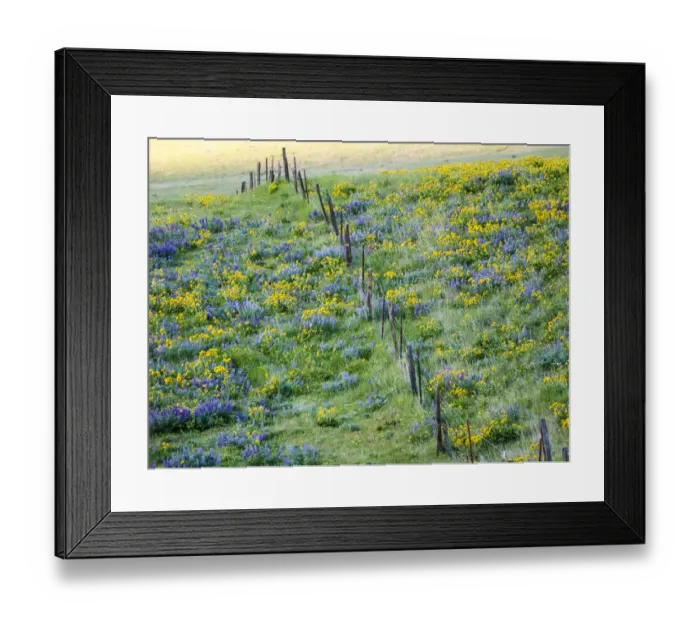 Framed Print : USA, Washington State. Fence line with spring wildflowers