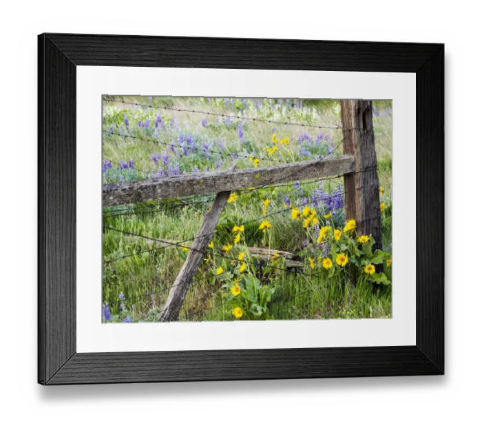 Framed Print : USA, Washington State. Fence line with spring wildflowers Framed Print : USA, Washington State. Fence line with spring wildflowers