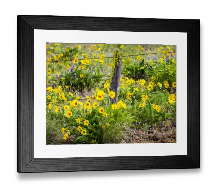 Framed Print : USA, Washington State. Fence line with spring wildflowers Framed Print : USA, Washington State. Fence line with spring wildflowers