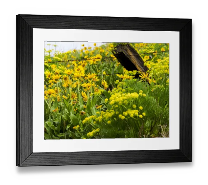 Framed Print : USA, Washington State. Fence line with spring wildflowers Framed Print : USA, Washington State. Fence line with spring wildflowers