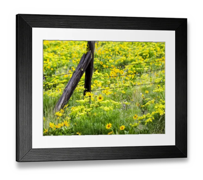 Framed Print : USA, Washington State. Fence line with spring wildflowers Framed Print : USA, Washington State. Fence line with spring wildflowers