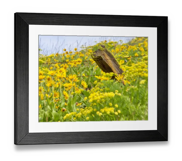 Framed Print : USA, Washington State. Fence line and wildflowers Framed Print : USA, Washington State. Fence line and wildflowers