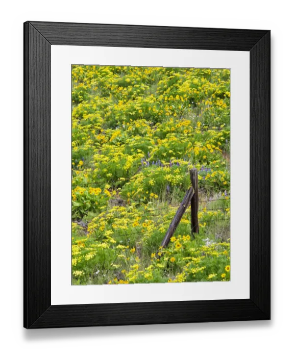 Framed Print : USA, Washington State. Fence line and wildflowers Framed Print : USA, Washington State. Fence line and wildflowers