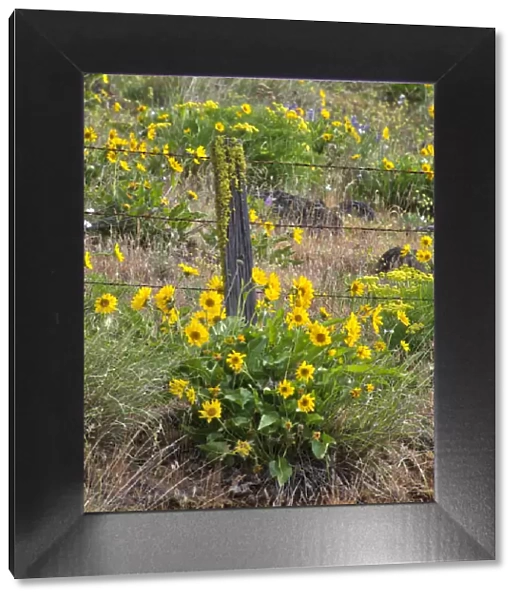 USA, Washington State. Fence line and wildflowers