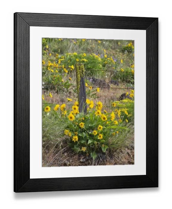 Framed Print : USA, Washington State. Fence line and wildflowers Framed Print : USA, Washington State. Fence line and wildflowers