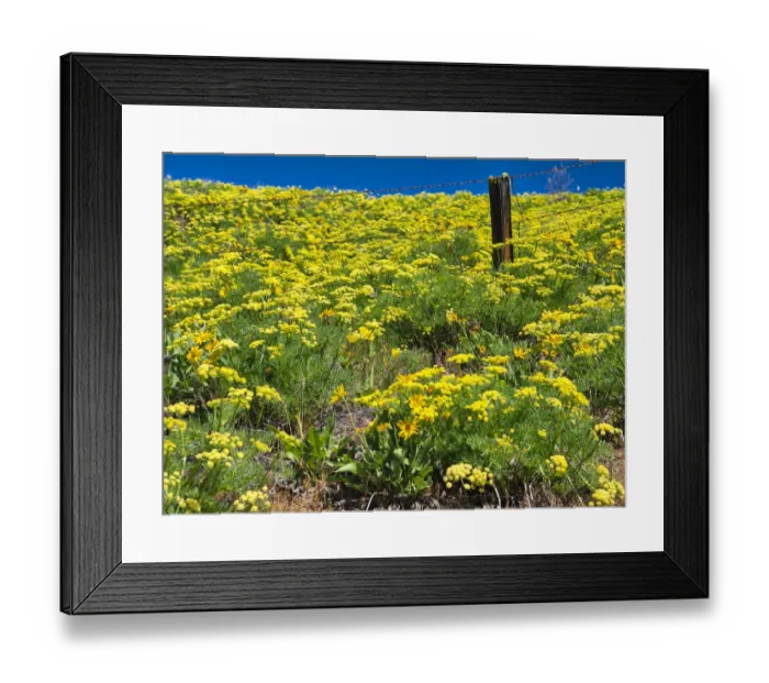 Framed Print : USA, Washington State. Fence line and wildflowers Framed Print : USA, Washington State. Fence line and wildflowers