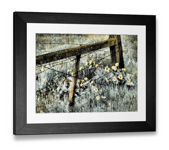 Framed Print : USA, Washington State. Infrared capture of fence line and wildflowers Framed Print : USA, Washington State. Infrared capture of fence line and wildflowers