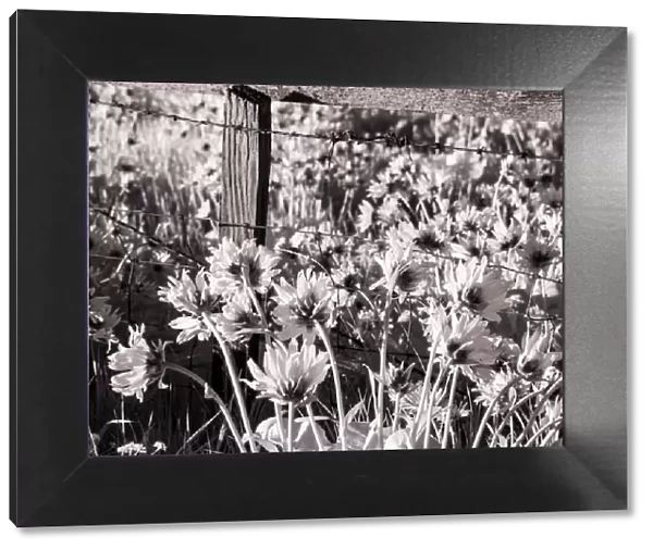 USA, Washington State. Infrared capture of fence line and wildflowers