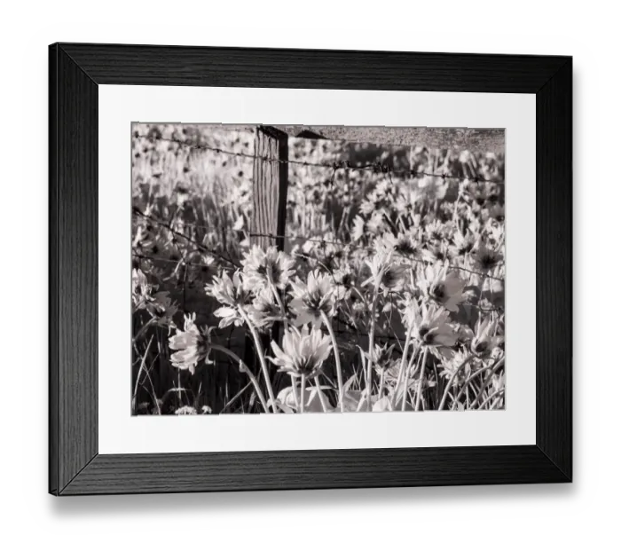 Framed Print : USA, Washington State. Infrared capture of fence line and wildflowers Framed Print : USA, Washington State. Infrared capture of fence line and wildflowers