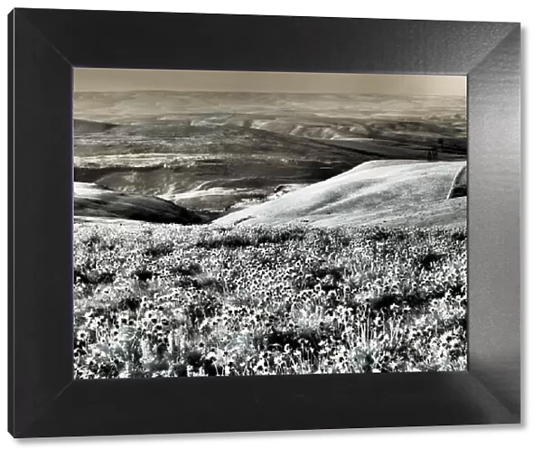 USA, Washington State. Infrared capture Spring wildflowers and hills