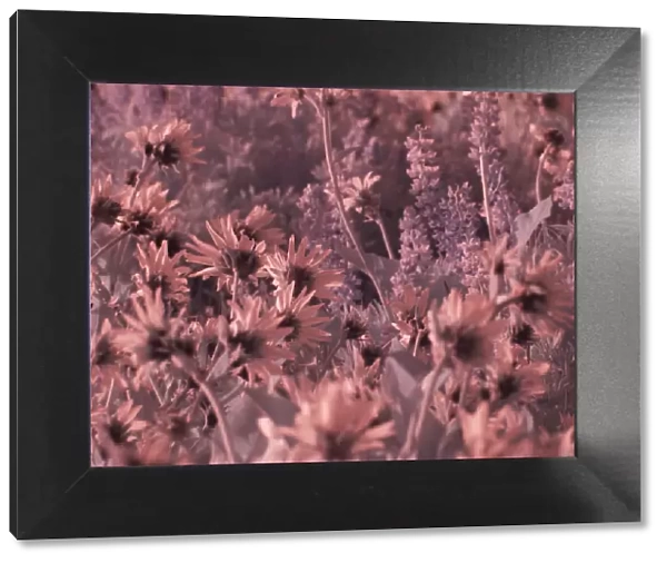 USA, Washington State. Infrared capture wildflowers in bloom