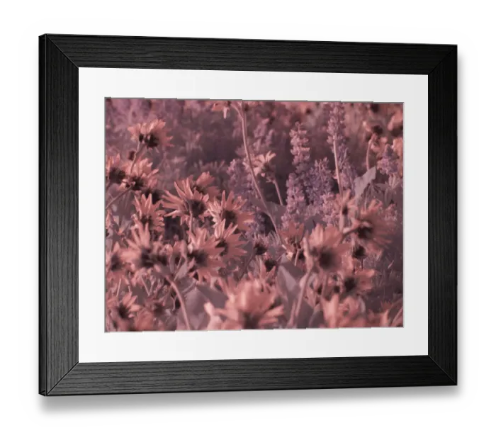 Framed Print : USA, Washington State. Infrared capture wildflowers in bloom Framed Print : USA, Washington State. Infrared capture wildflowers in bloom