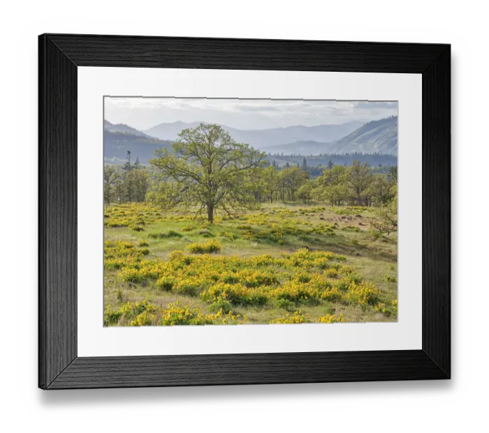Framed Print : USA, Washington State. Lone Oak Tree in field of wildflowers Framed Print : USA, Washington State. Lone Oak Tree in field of wildflowers