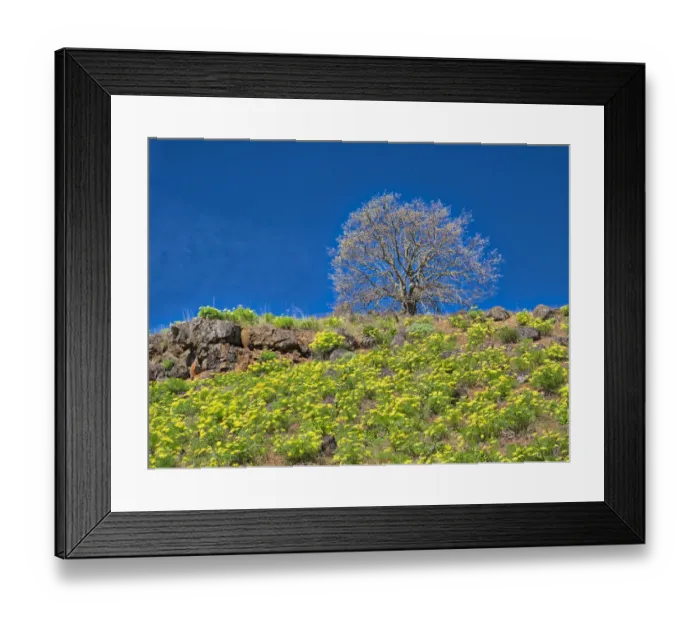 Framed Print : USA, Washington State. Lone Tree on hillside with spring wildflowers Framed Print : USA, Washington State. Lone Tree on hillside with spring wildflowers