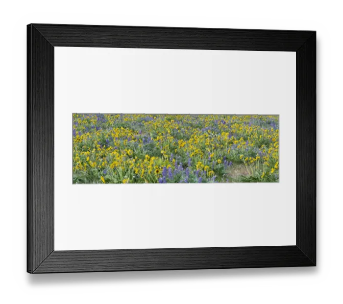 Framed Print : USA, Washington State. Panorama of Columbia River Gorge covered in arrowleaf balsamroot and lupine Framed Print : USA, Washington State. Panorama of Columbia River Gorge covered in arrowleaf balsamroot and lupine