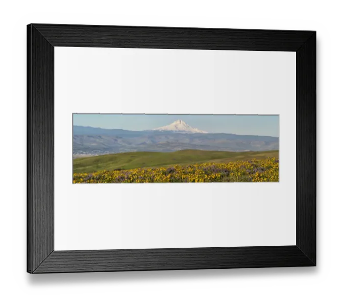 Framed Print : USA, Washington State. Panorama of Columbia River Gorge covered in arrowleaf balsamroot and lupine with Mount Hood in background Framed Print : USA, Washington State. Panorama of Columbia River Gorge covered in arrowleaf balsamroot and lupine with Mount Hood in background
