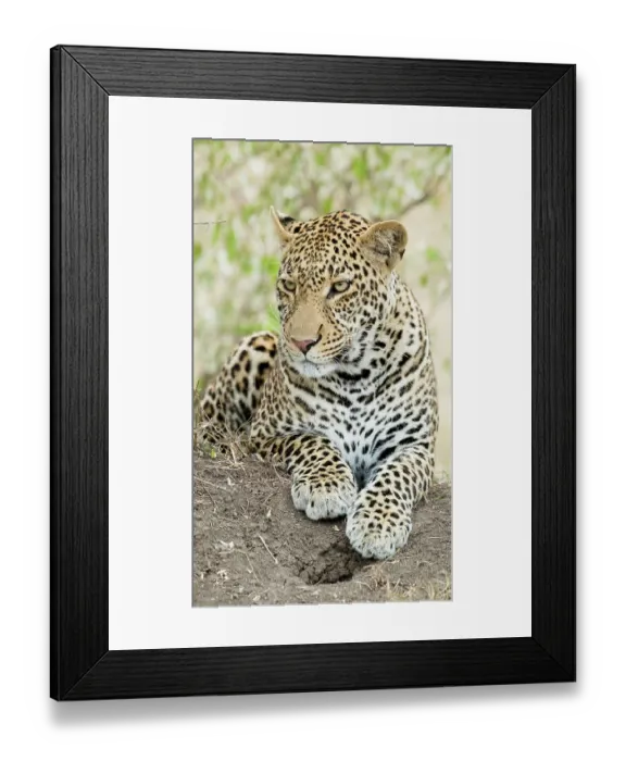 Framed Print : African leopard, Kenya, Africa