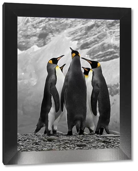 Antarctica. A conference of King Penguins