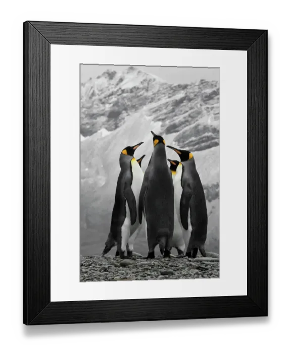 Framed Print : Antarctica. A conference of King Penguins