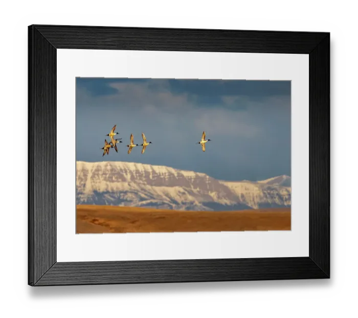 Framed Print : Northern Pintail ducks in courtship flight at Freezeout Lake Wildlife Management Area near Choteau, Montana, USA Framed Print : Northern Pintail ducks in courtship flight at Freezeout Lake Wildlife Management Area near Choteau, Montana, USA