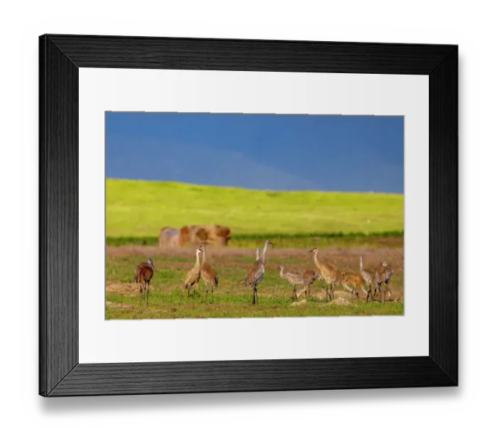 Framed Print : Sandhill cranes in the Flathead Valley, Montana, USA Framed Print : Sandhill cranes in the Flathead Valley, Montana, USA