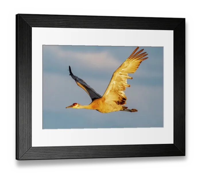 Framed Print : Sandhill crane in flight in the Flathead Valley, Montana, USA Framed Print : Sandhill crane in flight in the Flathead Valley, Montana, USA