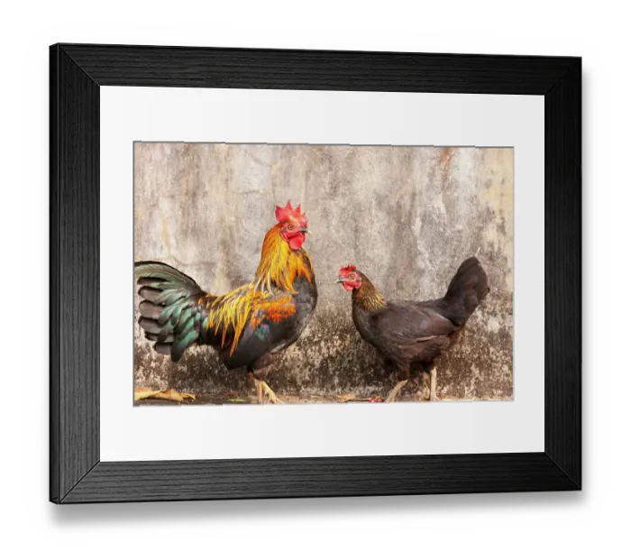 Framed Print : Laos, Luang Prabang. Chickens. A rooster and a hen