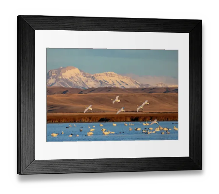 Framed Print : Tundra swans at Freezeout Lake Wildlife Management Area near Choteau, Montana, USA Framed Print : Tundra swans at Freezeout Lake Wildlife Management Area near Choteau, Montana, USA