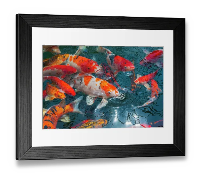 Framed Print : Malaysia, Malacca (Melaka). Close-up of koi fish Framed Print : Malaysia, Malacca (Melaka). Close-up of koi fish