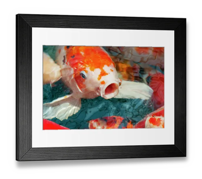 Framed Print : Malaysia, Malacca (Melaka). Close-up of koi fish