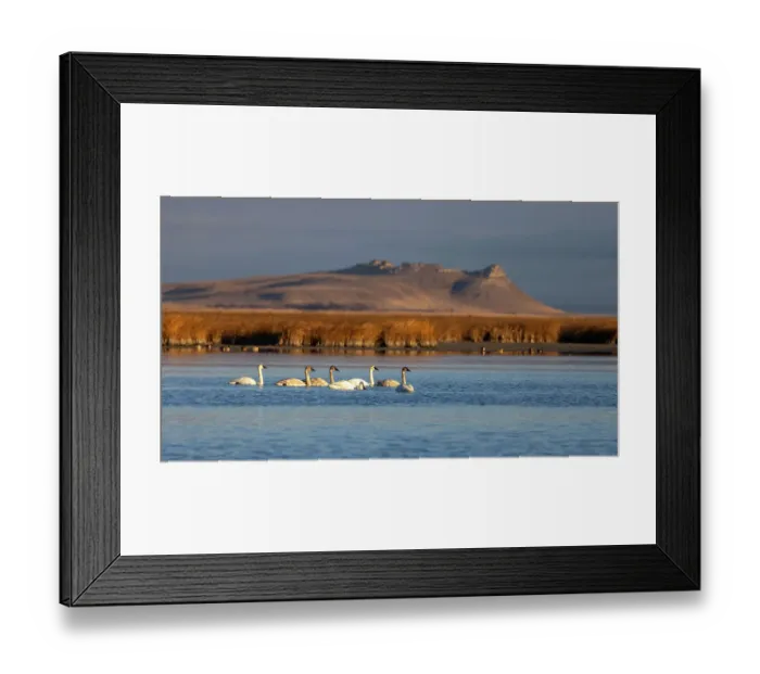 Framed Print : Tundra swans at Freezeout Lake Wildlife Management Area near Choteau, Montana, USA Framed Print : Tundra swans at Freezeout Lake Wildlife Management Area near Choteau, Montana, USA