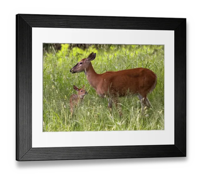Framed Print : Whitetail deer doe and fawn in Whitefish, Montana, USA Framed Print : Whitetail deer doe and fawn in Whitefish, Montana, USA