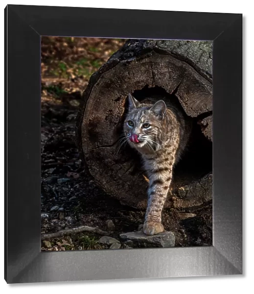 USA, New Jersey, Lakota Wolf Preserve. Bobcat emerges from hollow log