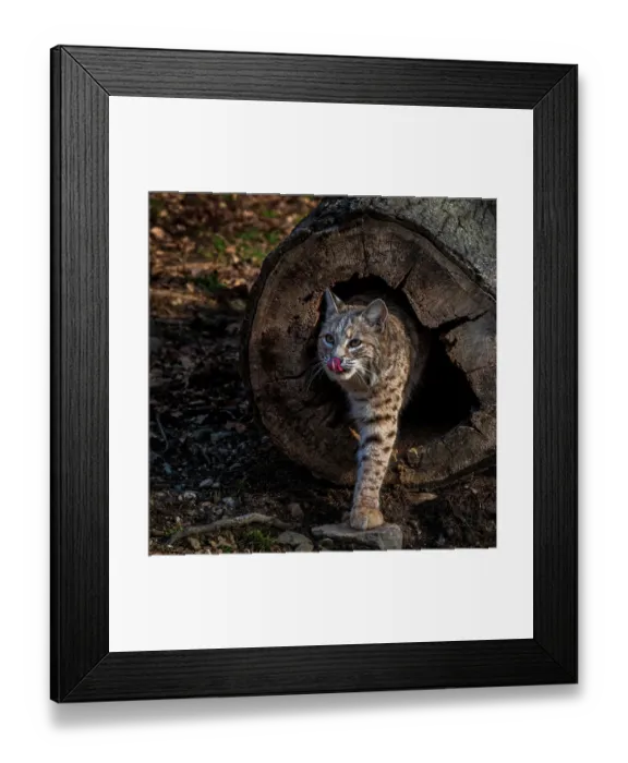Framed Print : USA, New Jersey, Lakota Wolf Preserve. Bobcat emerges from hollow log