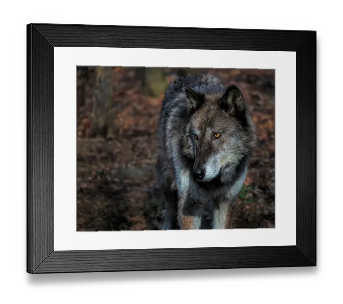 Framed Print : USA, New Jersey, Lakota Wolf Preserve. Close-up of wolf Framed Print : USA, New Jersey, Lakota Wolf Preserve. Close-up of wolf