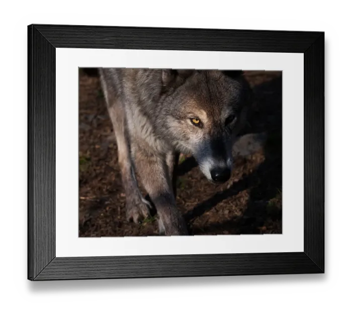 Framed Print : USA, New Jersey, Lakota Wolf Preserve. Close-up of wolf Framed Print : USA, New Jersey, Lakota Wolf Preserve. Close-up of wolf