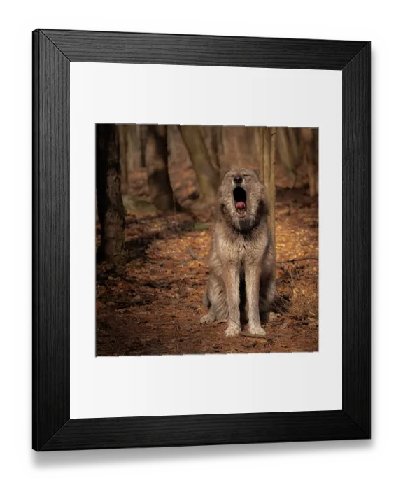 Framed Print : USA, New Jersey, Lakota Wolf Preserve. Close-up of yawning wolf Framed Print : USA, New Jersey, Lakota Wolf Preserve. Close-up of yawning wolf
