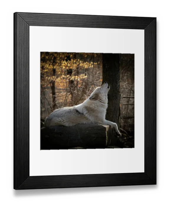 Framed Print : USA, New Jersey, Lakota Wolf Preserve. Close-up of howling wolf